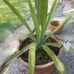 Agave sisalana Frunză