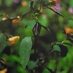 Impatiens capensis Blüte