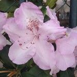 Rhododendron maximum Kvet