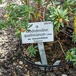 Rhododendron quadrasianum ᱮᱴᱟᱜ