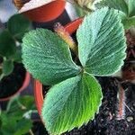 Fragaria × ananassa Лист