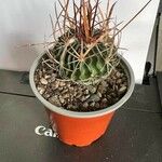 Stenocactus multicostatus Hoja