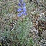 Lupinus angustifoliusFlower