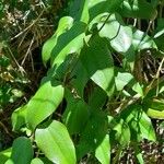 Lapageria rosea ഇല