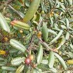 Xylococcus bicolor Yaprak