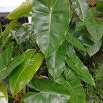 Philodendron burle-marxii Leaf