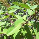 Malosma laurina Blatt