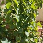 Bauhinia purpurea Blad