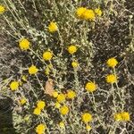 Santolina villosa Flor