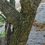 Berberis fremontii Bark