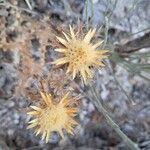 Carlina corymbosa Fleur