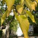 Cordia subcordata Folha