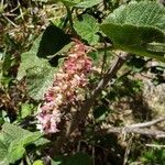 Ribes malvaceum Kvet