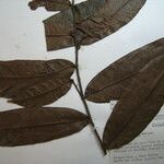 Hirtella tenuifolia Ďalší