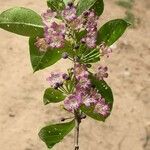 Vassobia brevifloraFlower