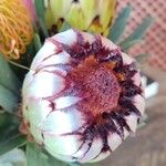 Protea cynaroides Outro