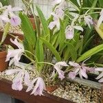Guarianthe bowringiana Hábito