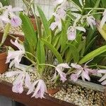 Guarianthe bowringiana Hàbitat