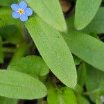 Myosotis sylvatica Blatt