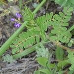 Astragalus nuttallianus List