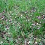 Lychnis flos-cuculi Habitus