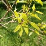 Quercus variabilis Листок