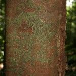 Protium aracouchini Кора