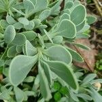 Hertia cheirifolia List