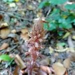 Orobanche hederae Flower