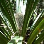 Pandanus clandestinus Fruto