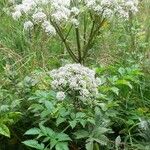 Angelica sylvestrisBlomst