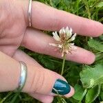 Trifolium repens Květ