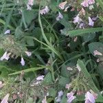 Salvia officinalis Çiçek