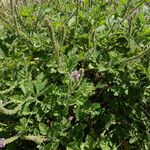 Verbena lasiostachys Yeri