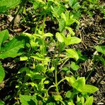 Stellaria neglecta Habitus