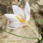 Crocus cambessedesii Flower