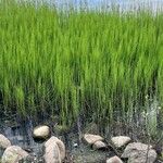 Equisetum fluviatile Φύλλο