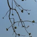 Sterculia foetida Fruto