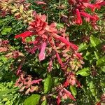 Salvia buchananii Flower