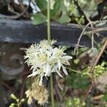 Clematis flammulaFlower