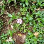 Dissotis rotundifolia Blomst