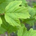 Viburnum macrocephalum Leaf