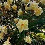 Nerium oleander फूल