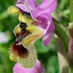Ophrys tenthredinifera Цвят