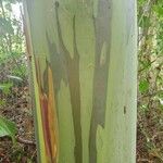 Eucalyptus deglupta Bark