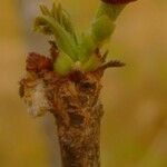 Sclerocarya birrea 花
