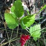 Rubus saxatilis 果