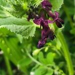 Vicia narbonensis Floare