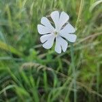 Silene noctifloraFlower