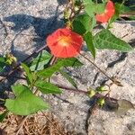 Quamoclit coccinea Fula